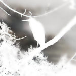 Un oiseau blanc dans le blizzard © Gina-Cubeles 2022