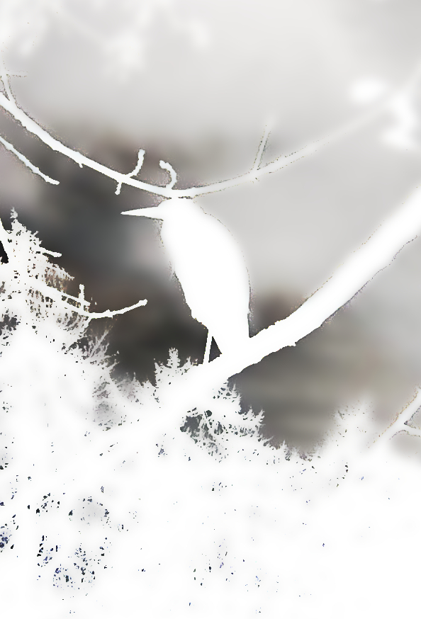Un oiseau blanc dans le blizzard © Gina-Cubeles 2022